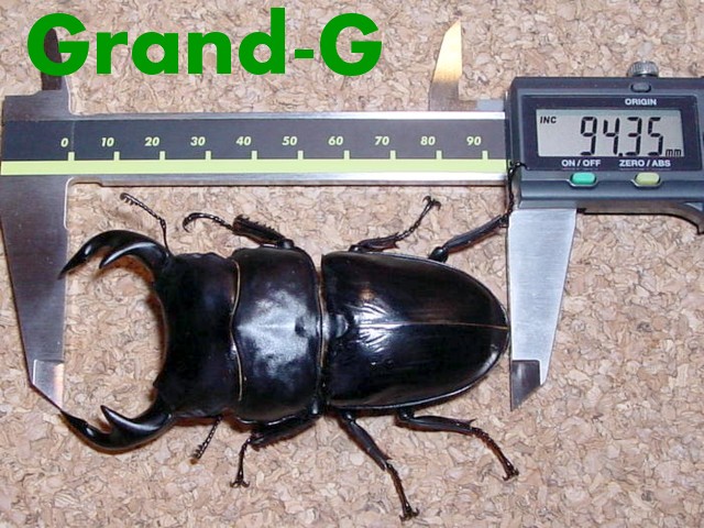 グランディスオオクワガタのGrand-G【ひとり言】