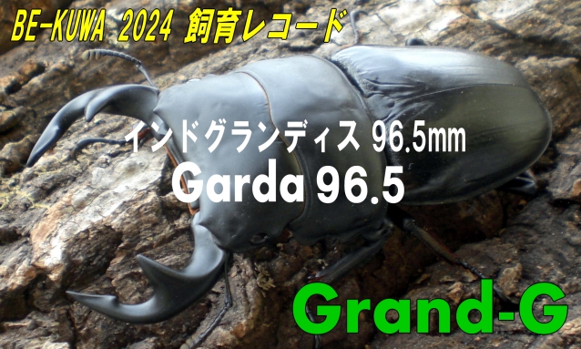 グランディスオオクワガタのＧｒａｎｄ-Ｇ