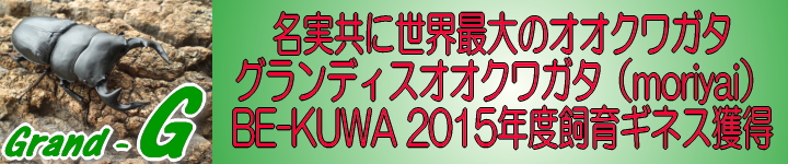 BE-KUWA 2015年度飼育ギネス獲得