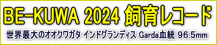 BE-KUWA(r[N)@2024@烌R[h@ChfBX Garda 96.5mm 